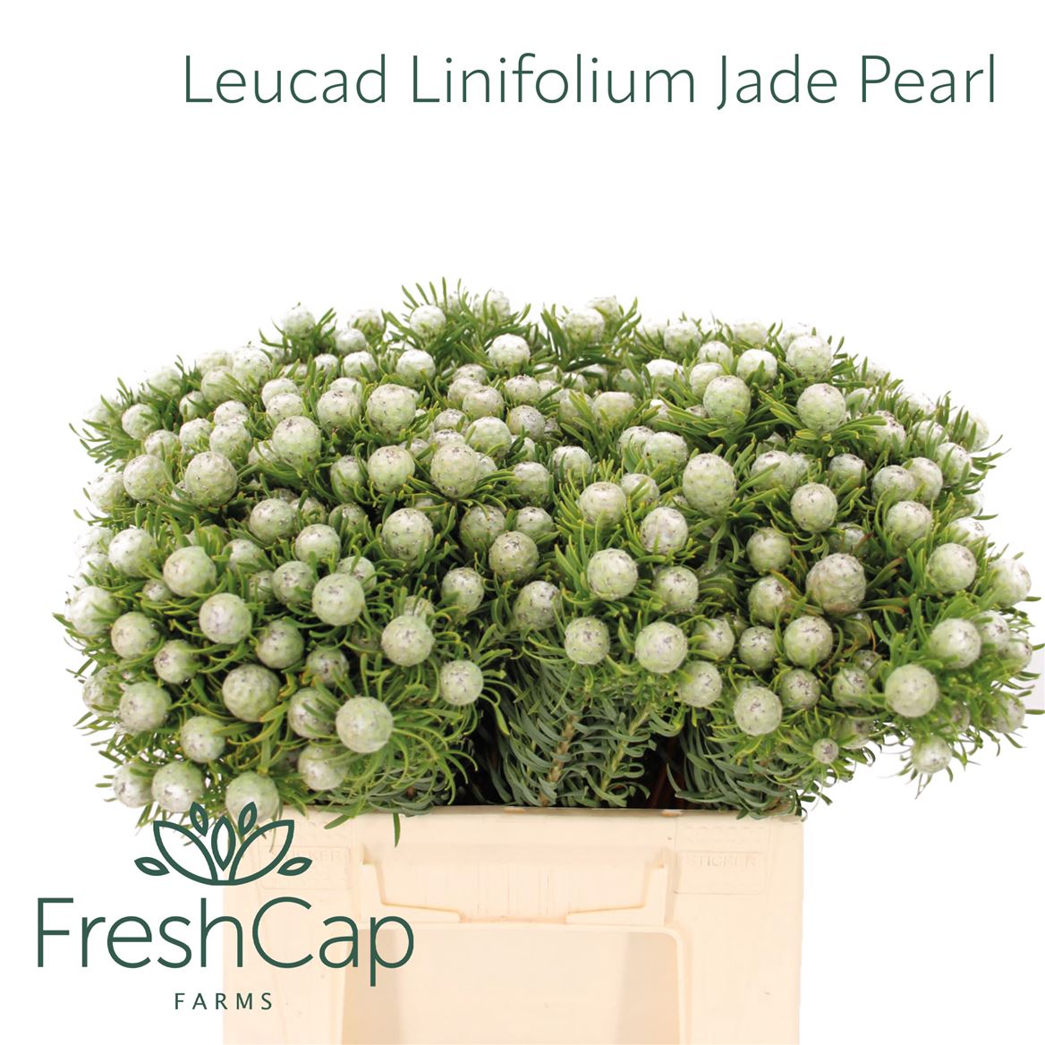 Leucadendron L Jad Pe Vert 45cm