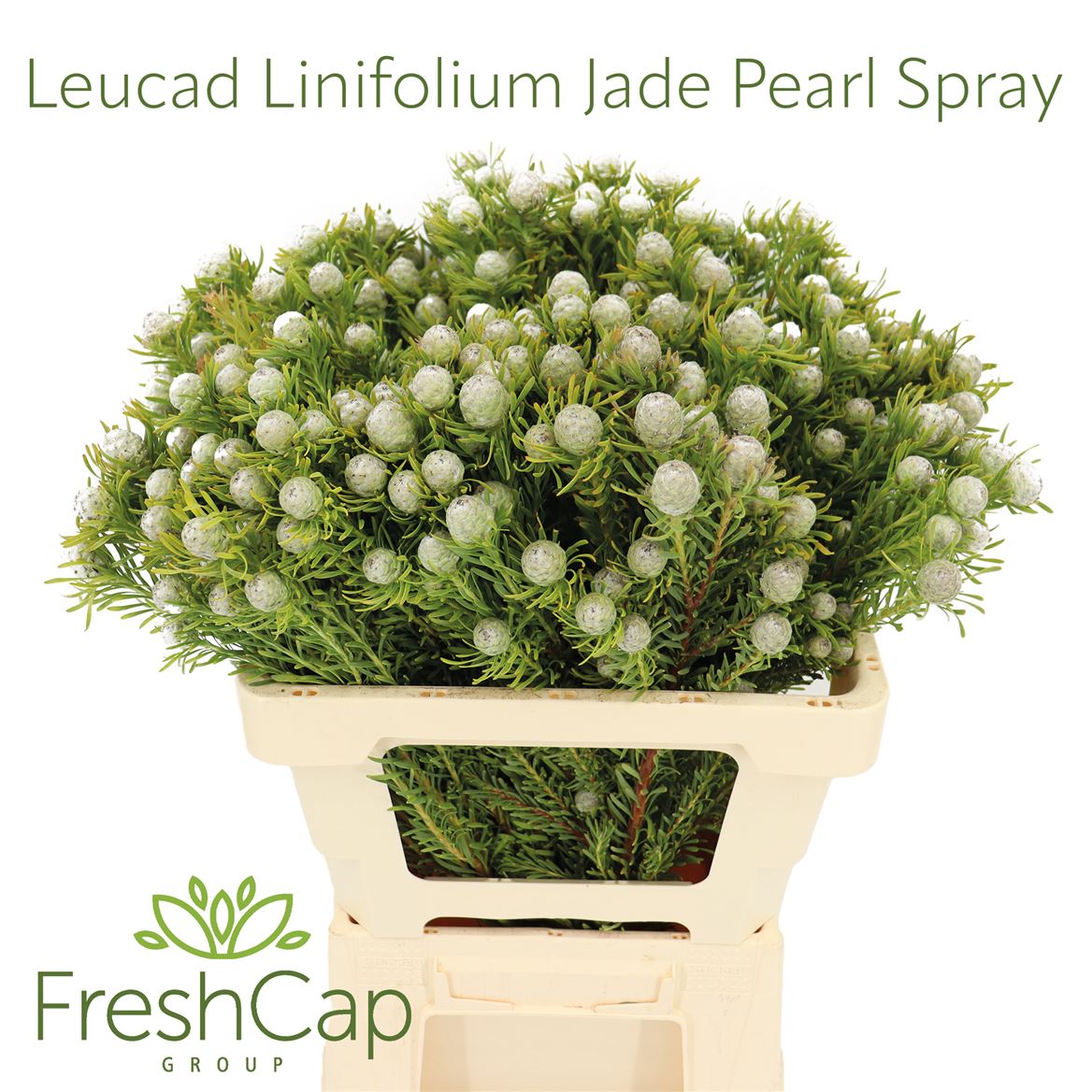 Leucadendron Spray Ayoba Jade Pearl 60cm Spray