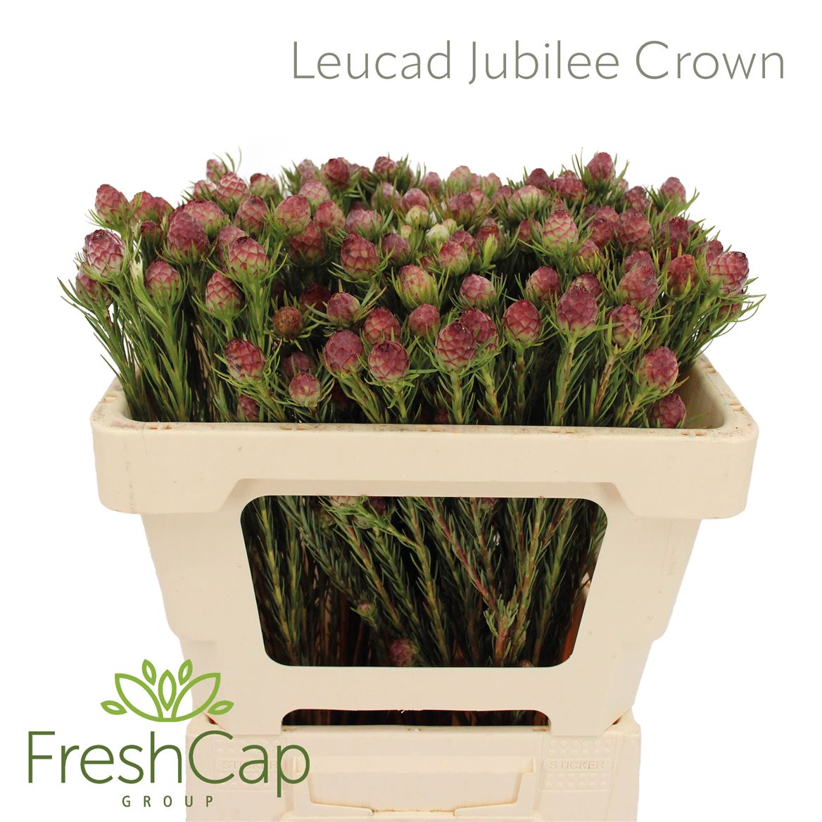 Leucadendron Jubilee Crown 50cm