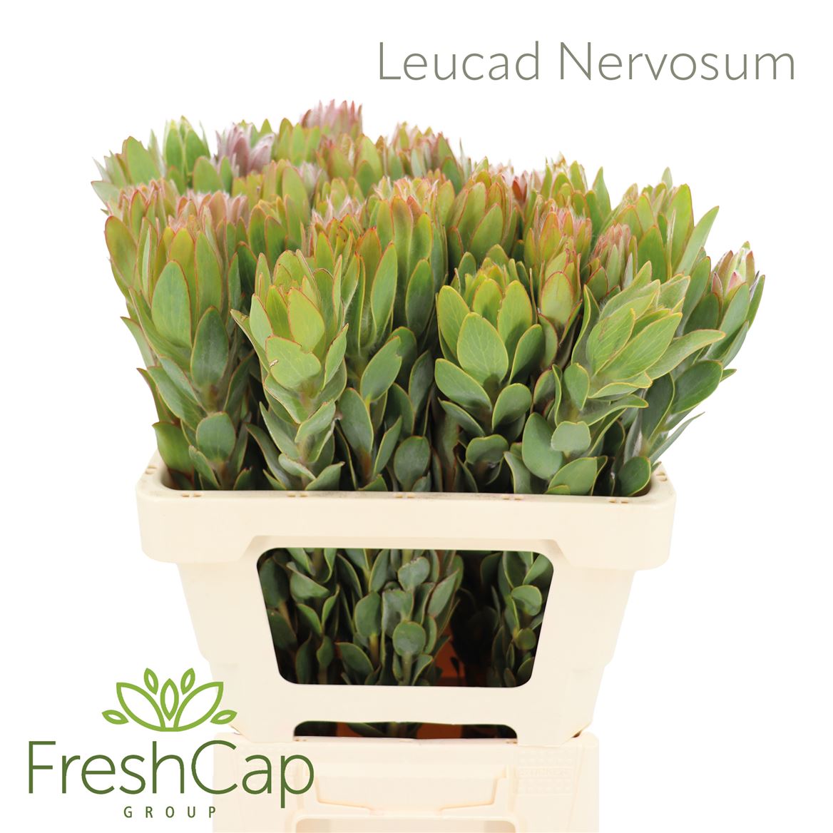 Leucadendron Nervosum 60cm