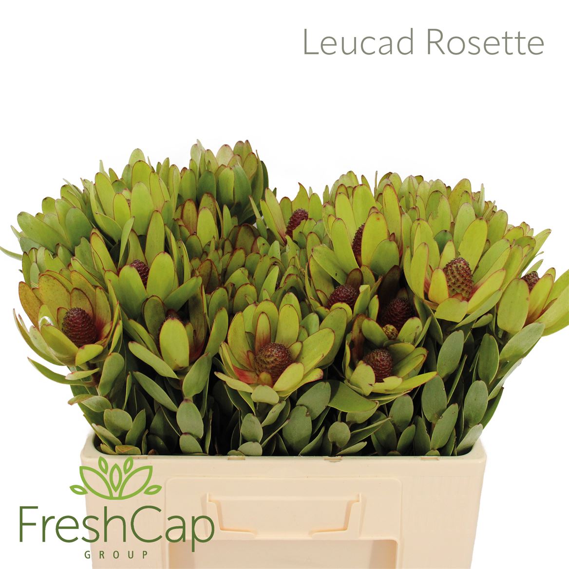 Leucadendron Rosette 50cm