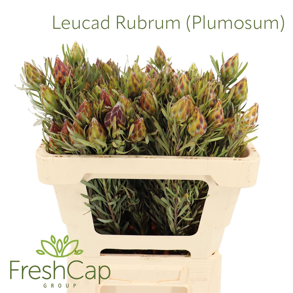 Leucadendron Rubrum 60cm
