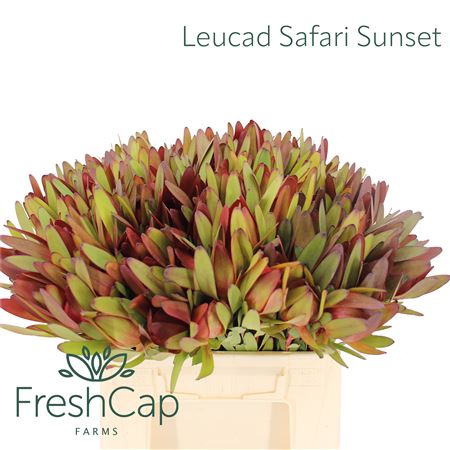 Leucad Saf Sunset