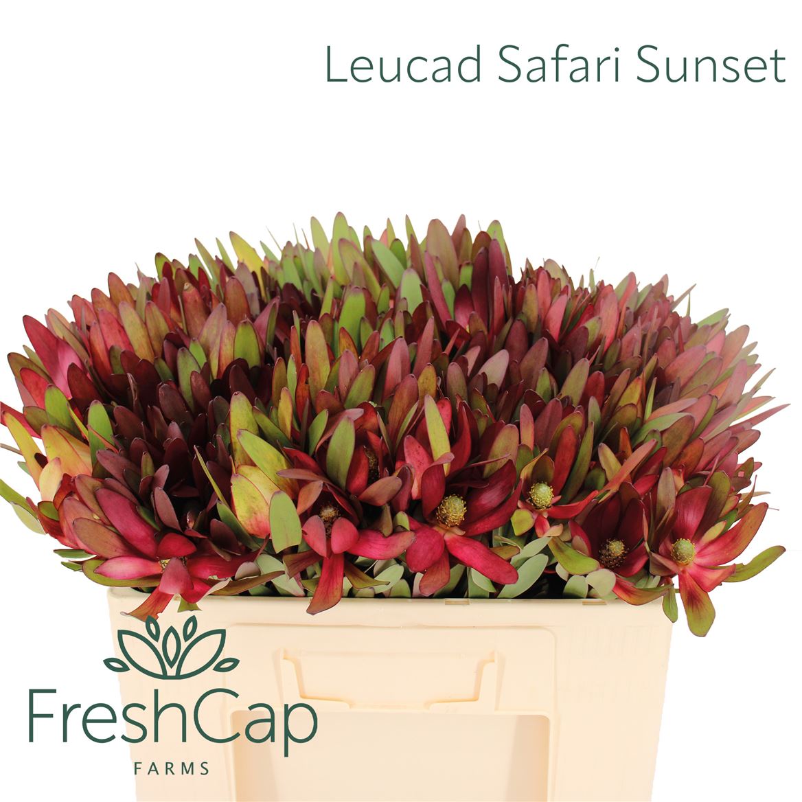 Leucadendron Safari Sunset 50cm