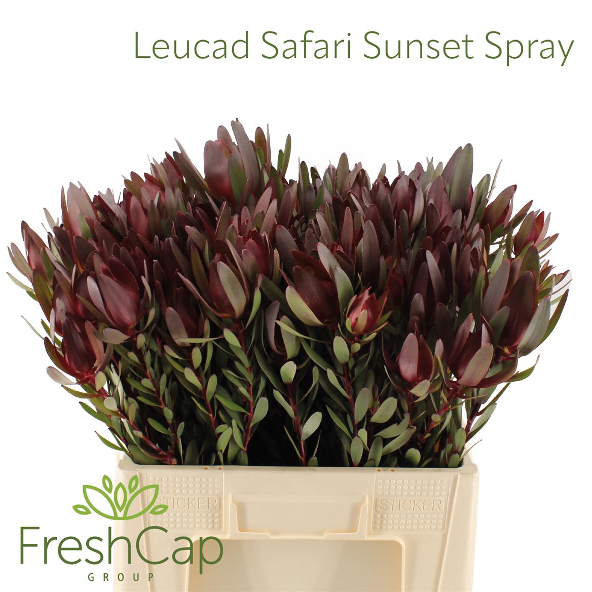 Leucadendron Safari Sunset 60cm Spray