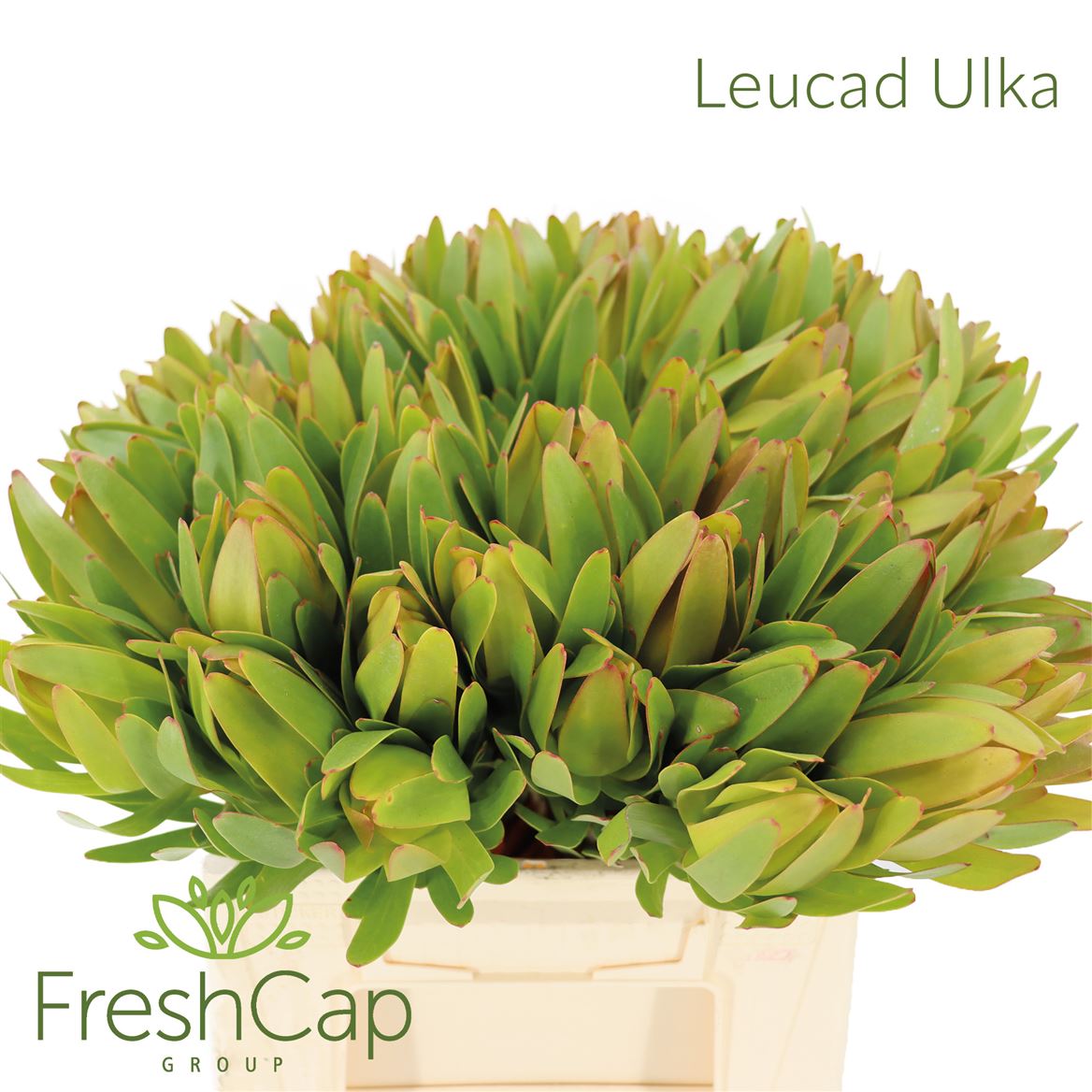 Leucadendron Laurel Yellow 50cm