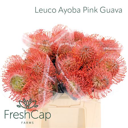 Leuco Ayoba Pink Guava