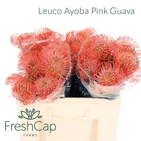 Leuco Ayoba Pink Guava