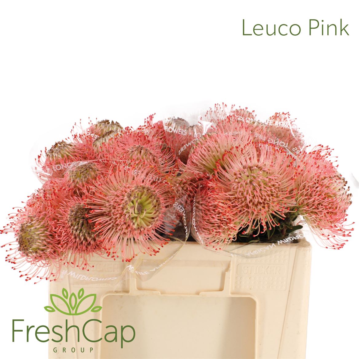 Leucospermum Ayoba Pink 35cm