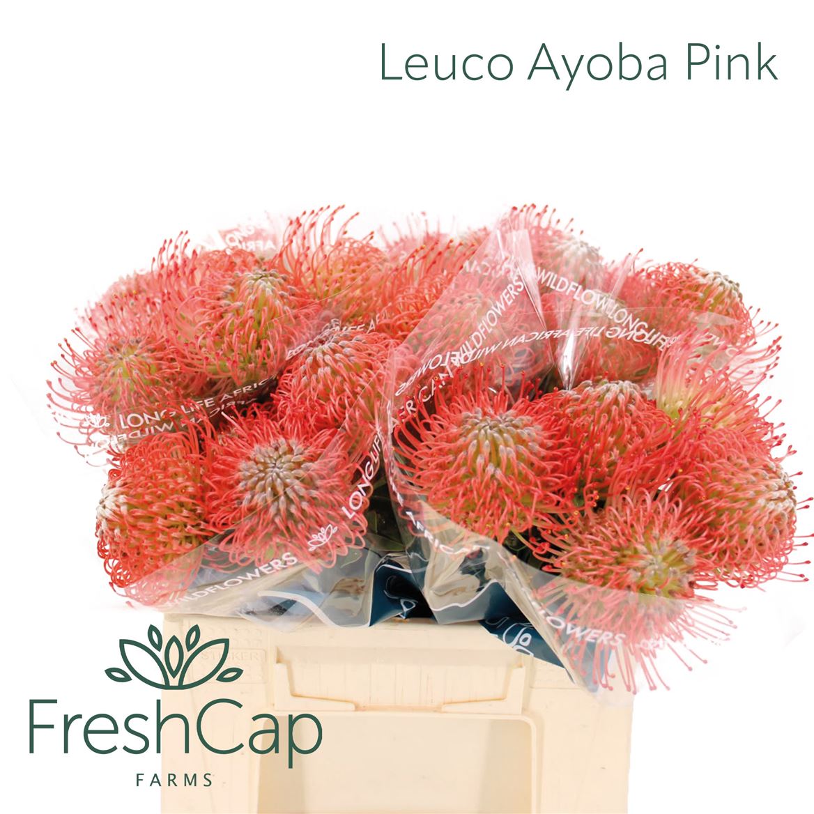 Leuco Ayoba Pink 40cm
