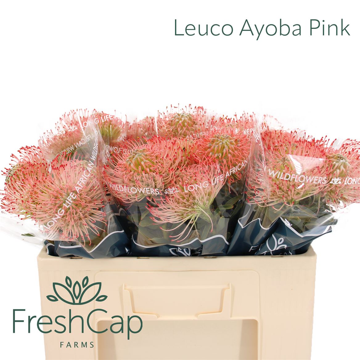 Leuco Ayoba Pink 50cm
