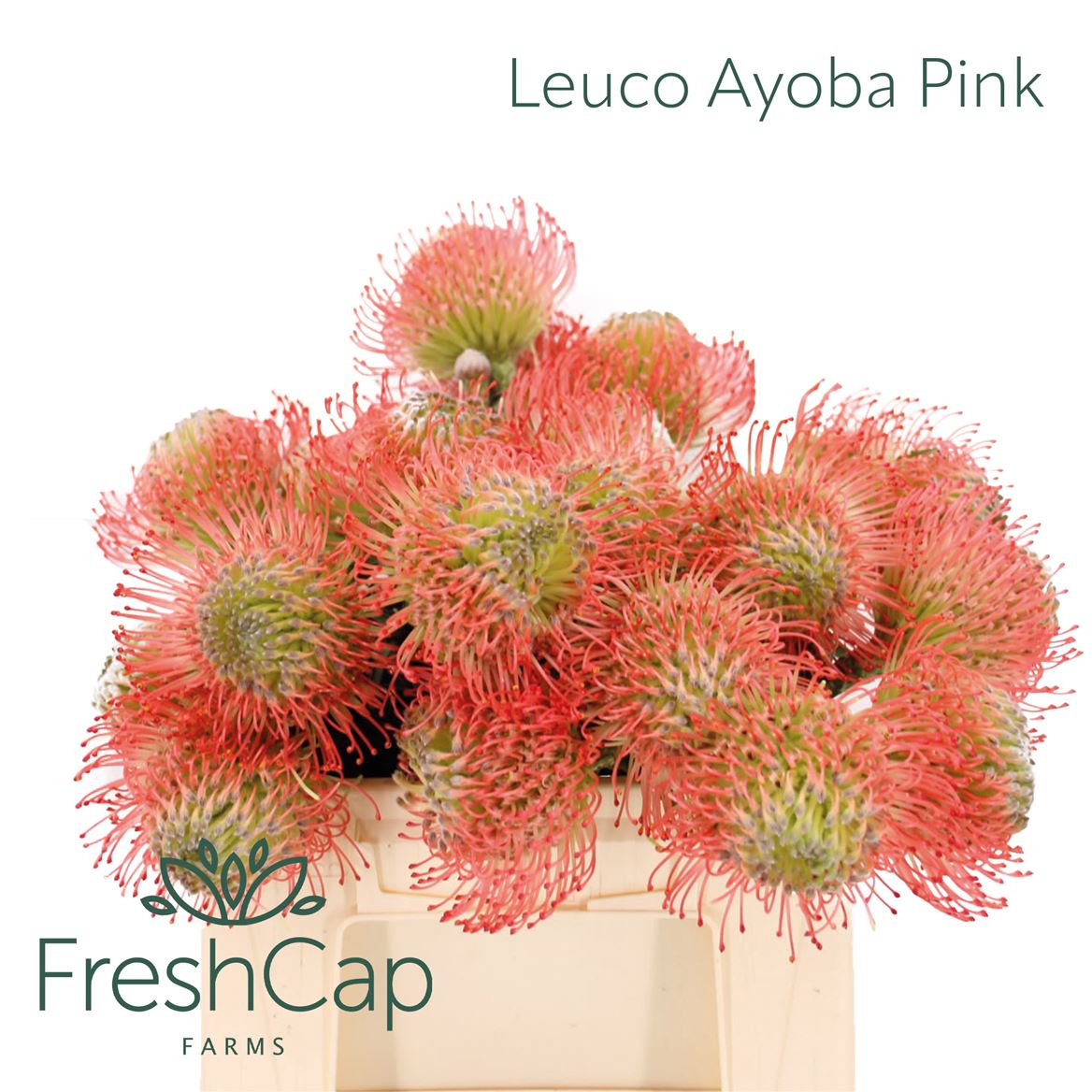 Leucospermum Ayoba Pink 35cm