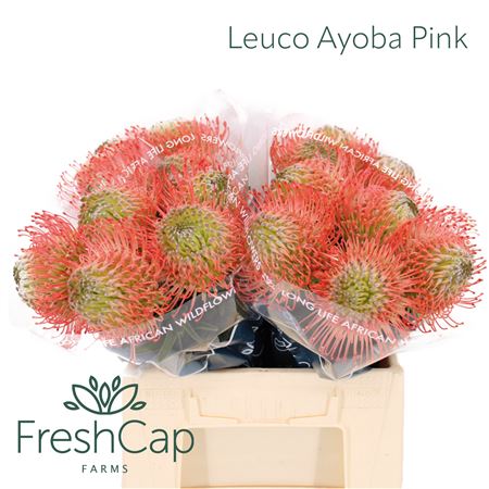 Leuco Ayoba Pink