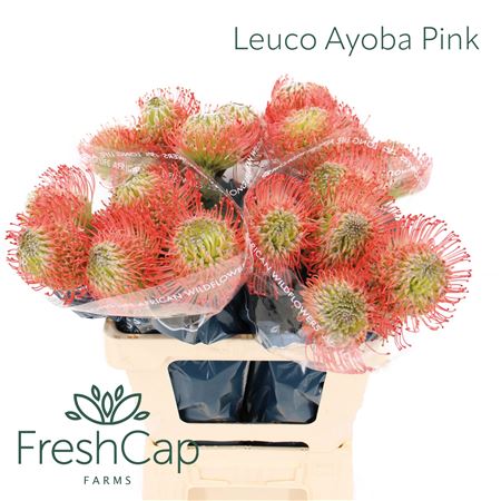 Leuco Ayoba Pink
