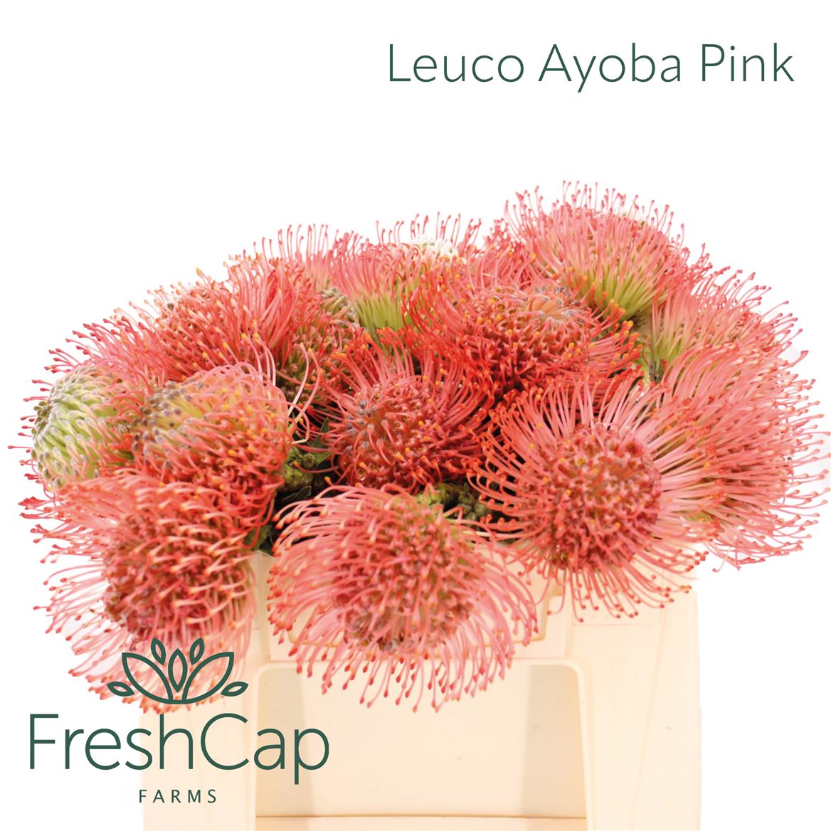 Leuco Ayoba Pink 30cm