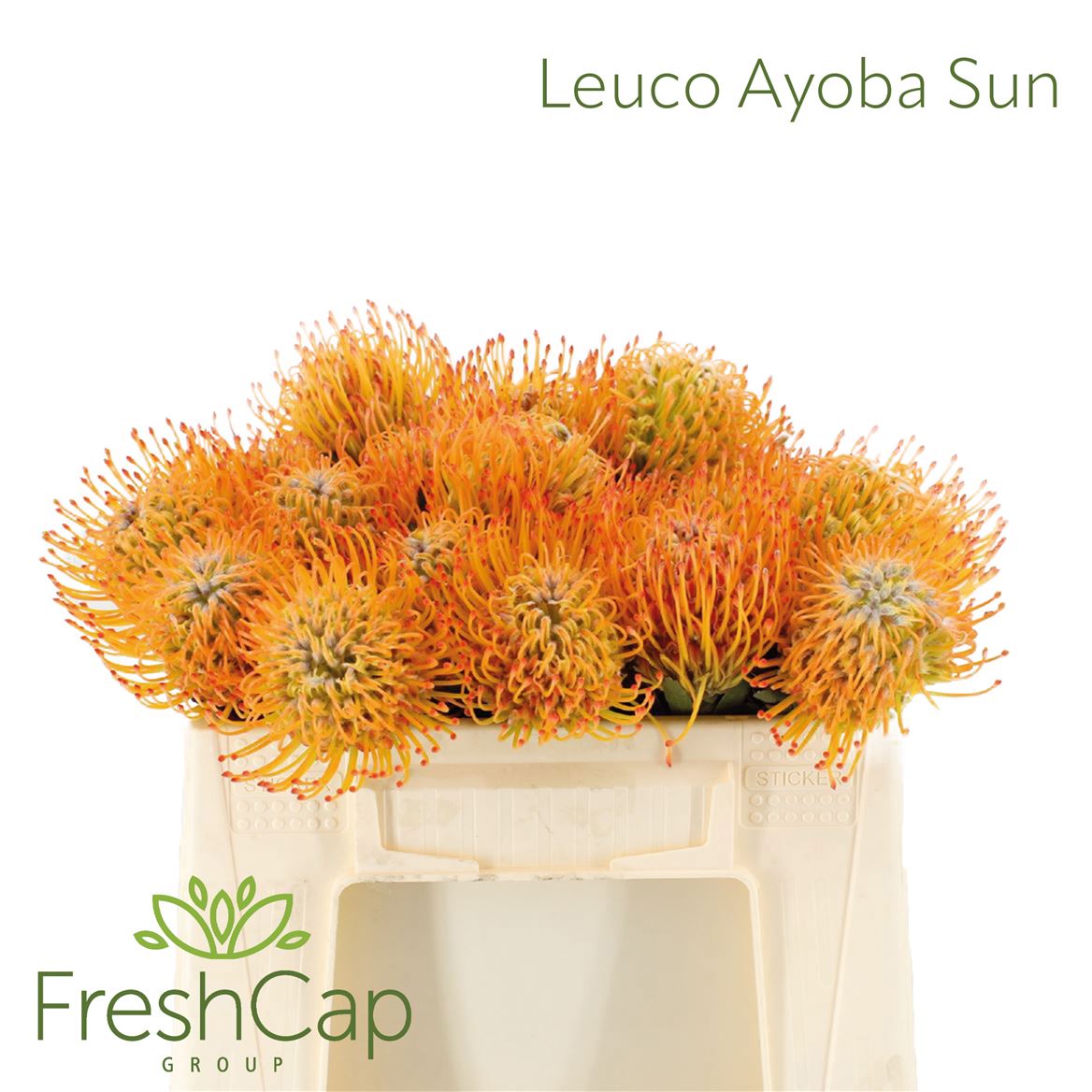 Leucospermum Ayoba Sun 30cm