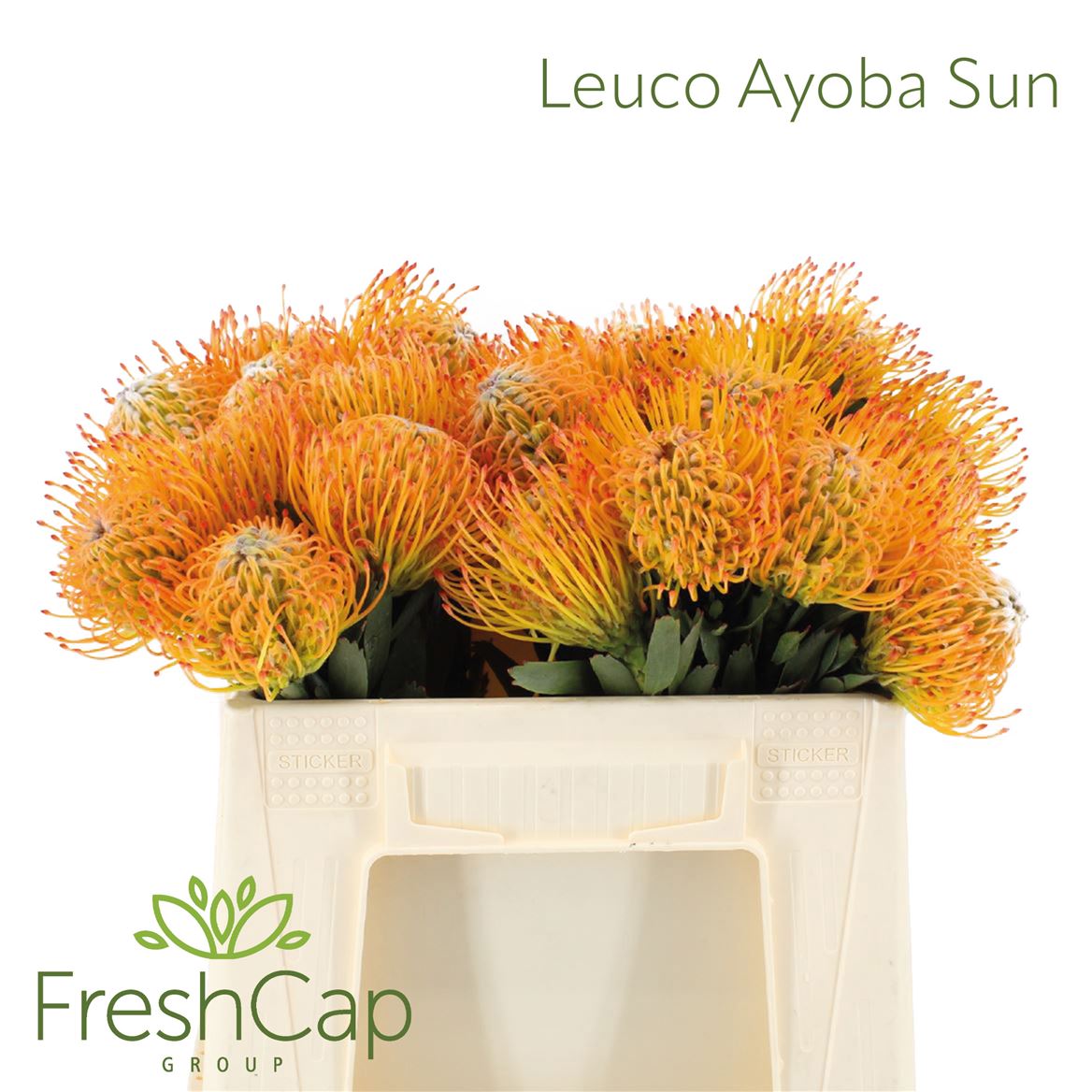 Leucospermum Ayoba Sun 35cm