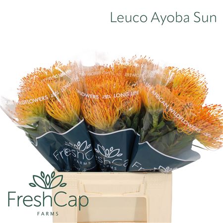 Leuco Ayoba Sun