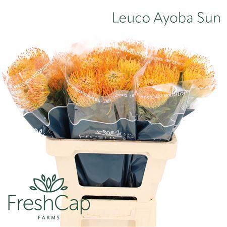Leuco Ayoba Sun