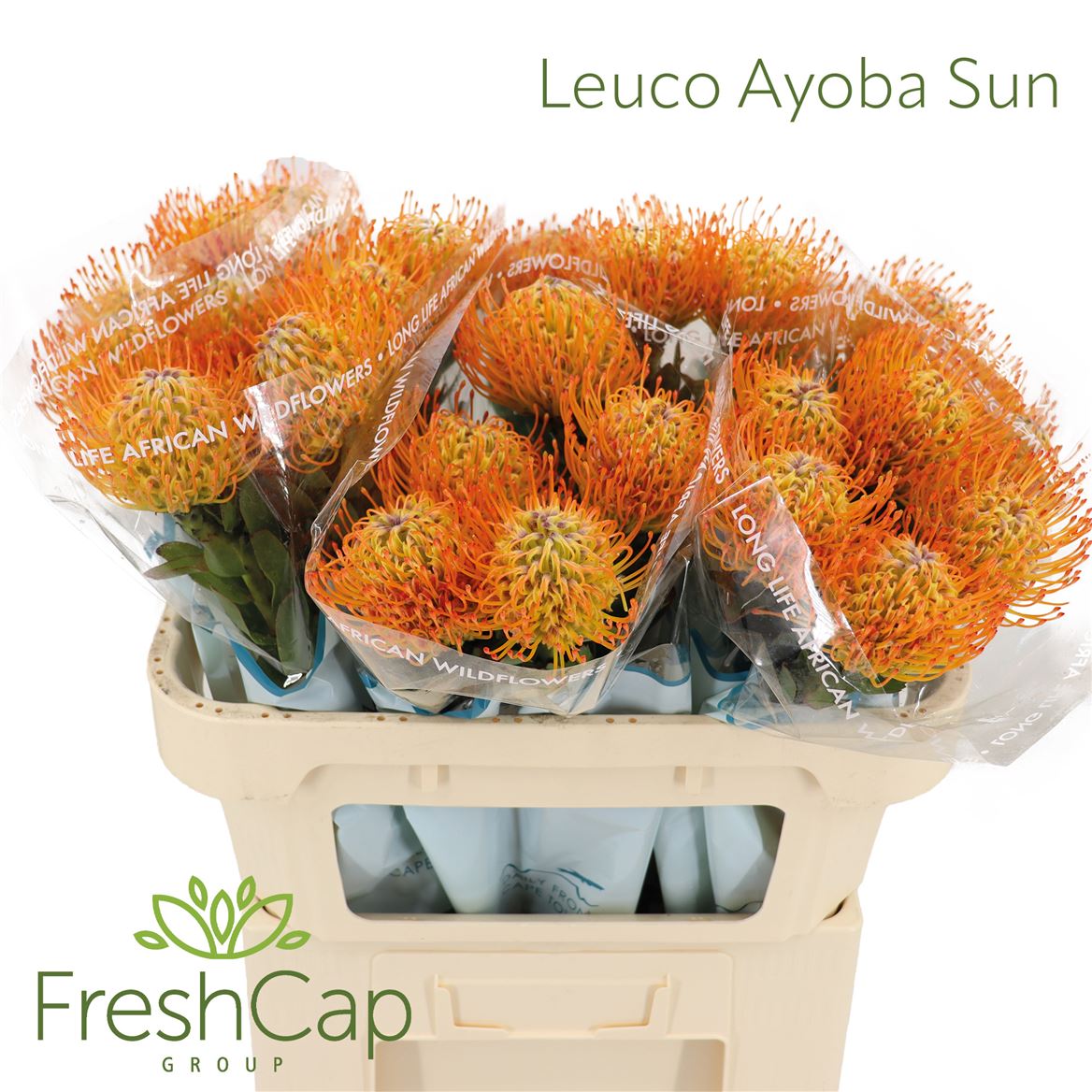 Leucospermum Ayoba Sun 70cm