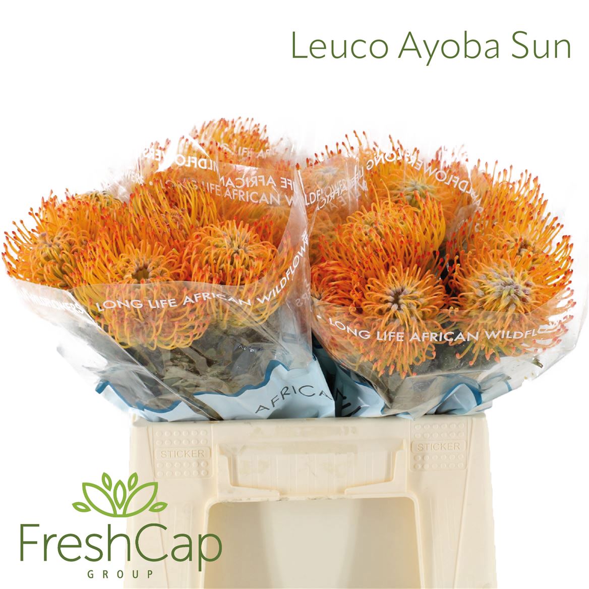 Leucospermum Ayoba Sun 40cm