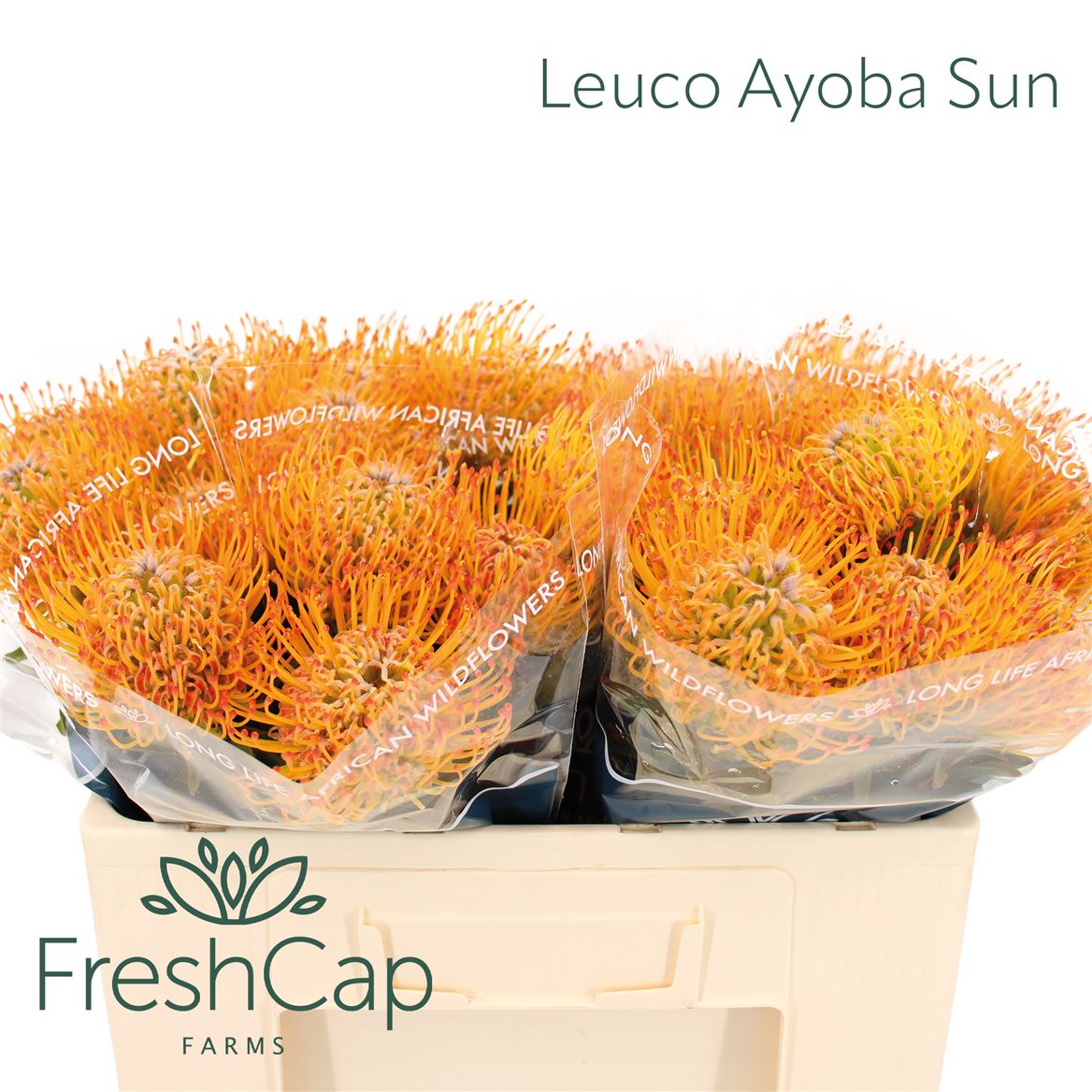 Leucospermum Ayoba Sun 45cm
