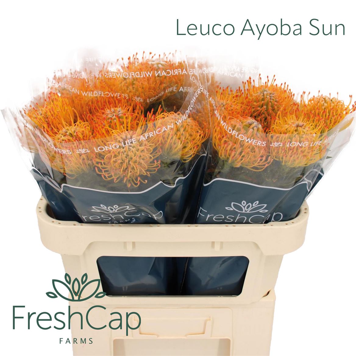 Leucospermum Ayoba Sun 70cm