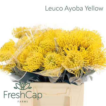 Leuco Ayoba Yellow