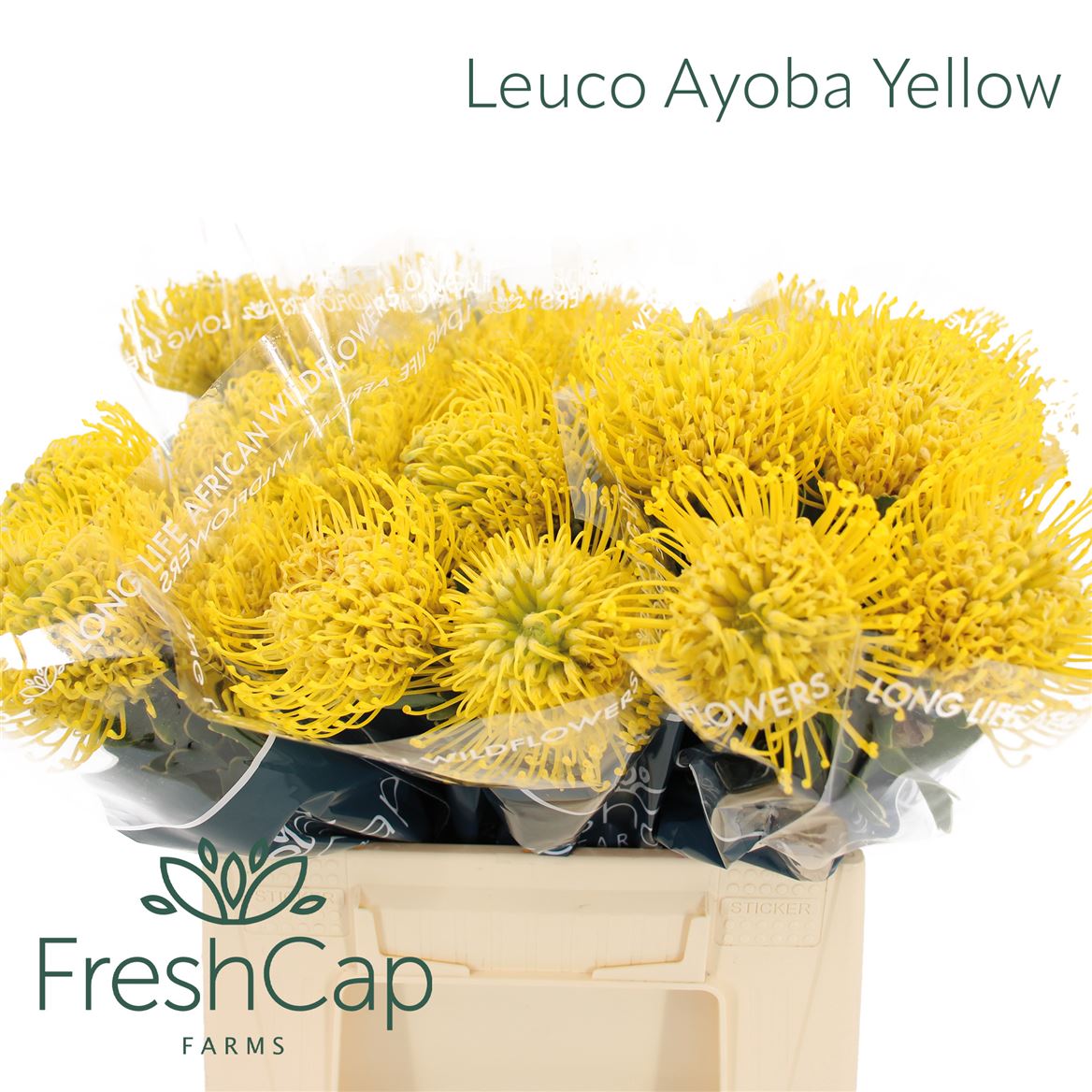 Leucospermum Ayoba Yellow 40cm