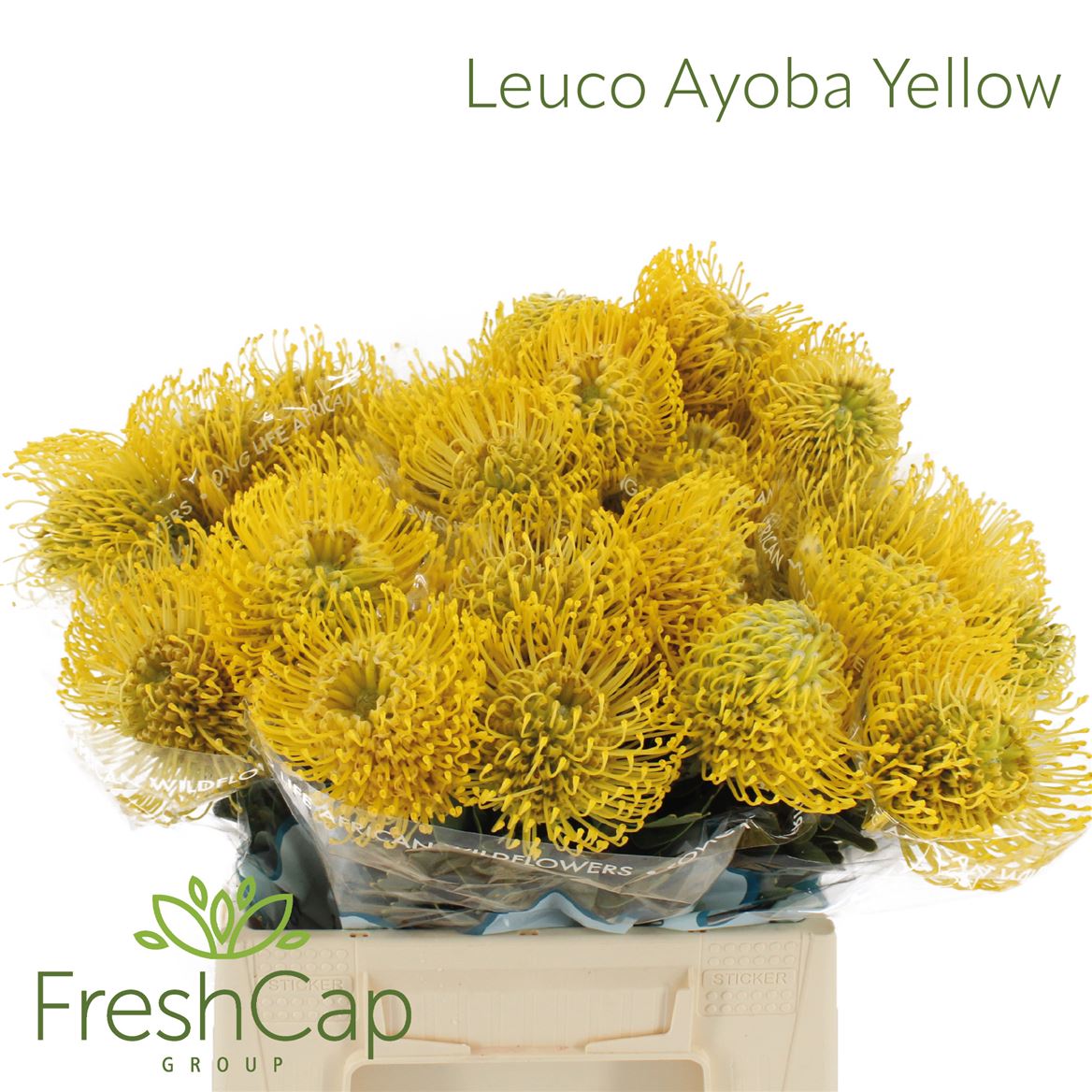 Leuco Ayoba Yellow 40cm