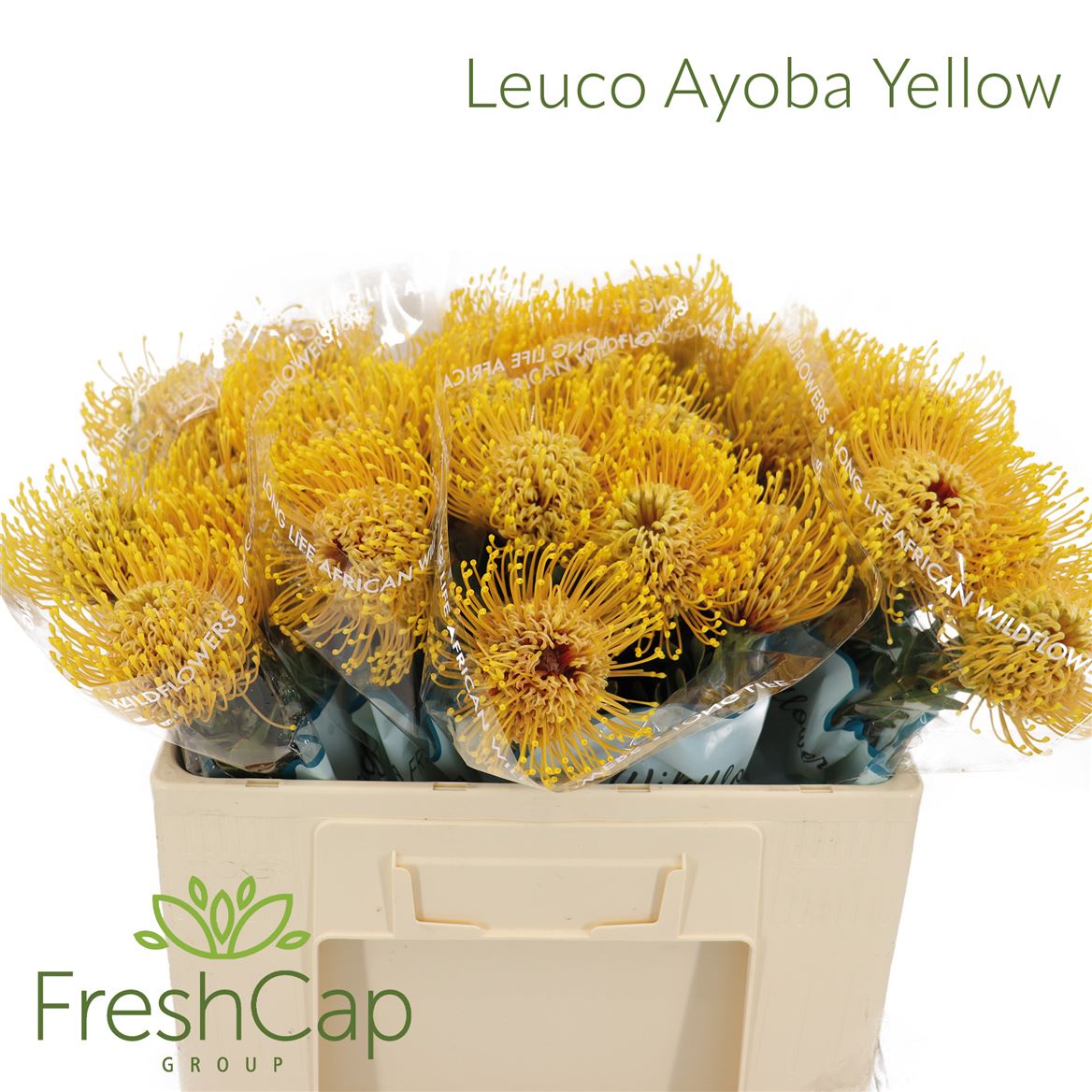 Leucospermum Ayoba Yellow 50cm