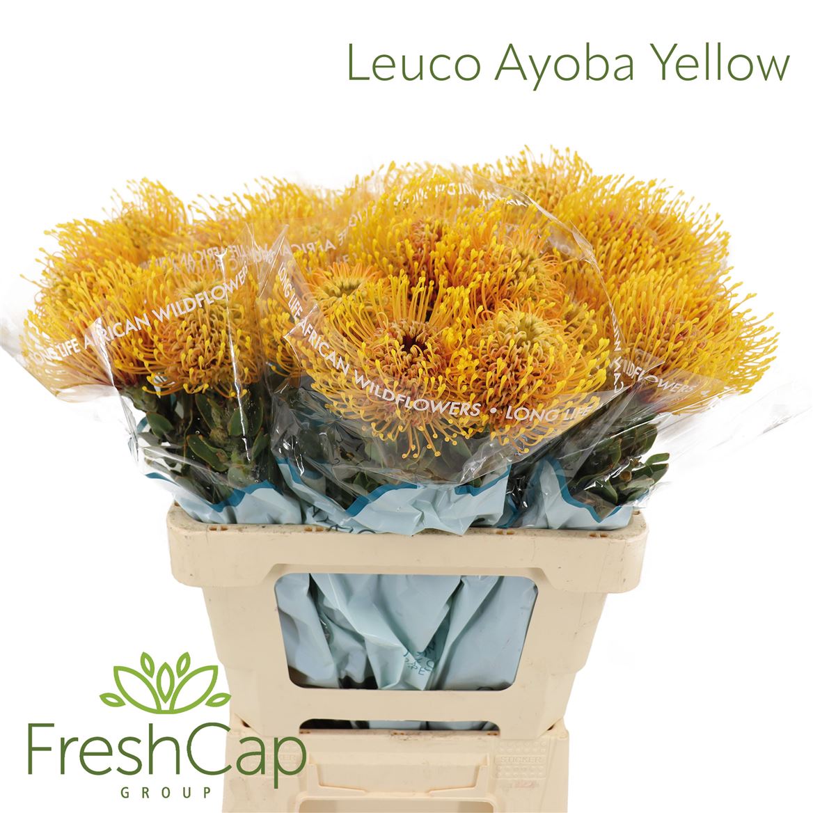 Leucospermum Ayoba Yellow 60cm