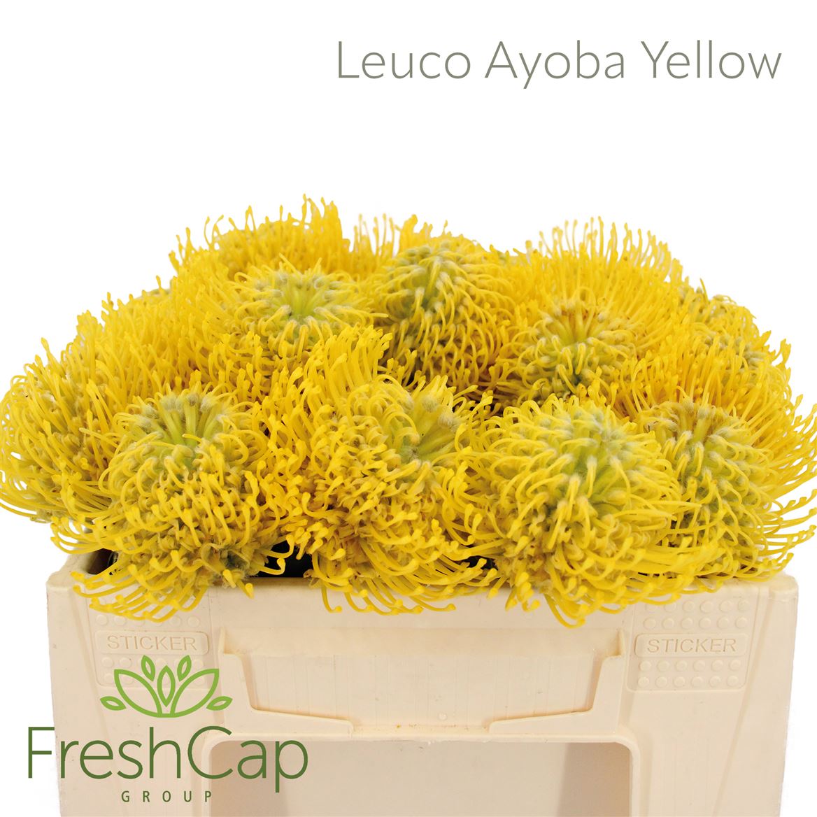 Leuco Ayoba Yellow 30cm