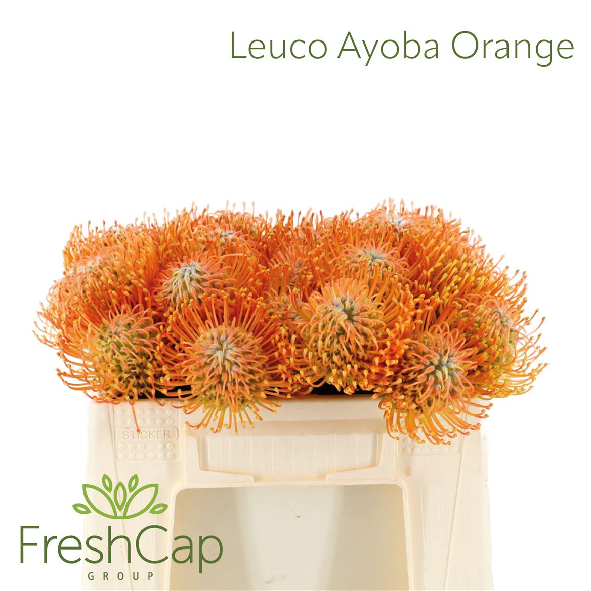 Leucospermum Ayoba Orange 30cm