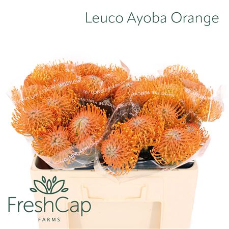 Leuco Ayoba Orange