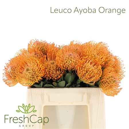 Leuco Ayoba Orange