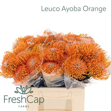 Leuco Ayoba Orange