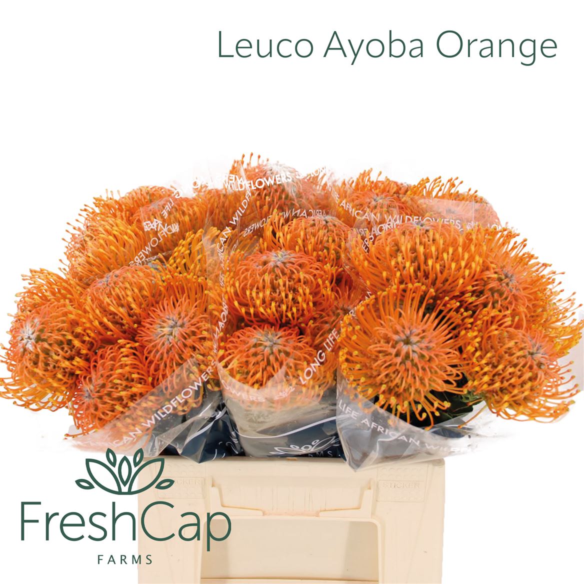 Leucospermum Ayoba Orange 40cm