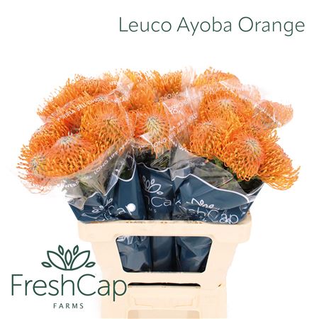 Leuco Ayoba Orange
