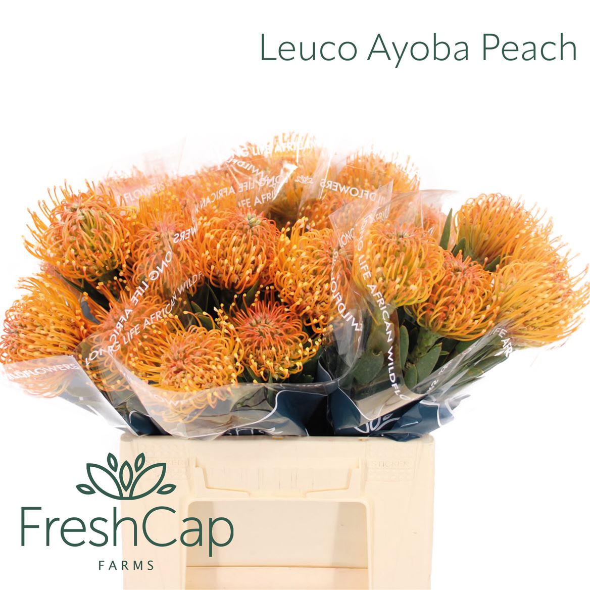 Leucospermum Ayoba Peach 40cm