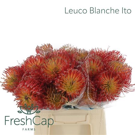 Leuco Nut Ito