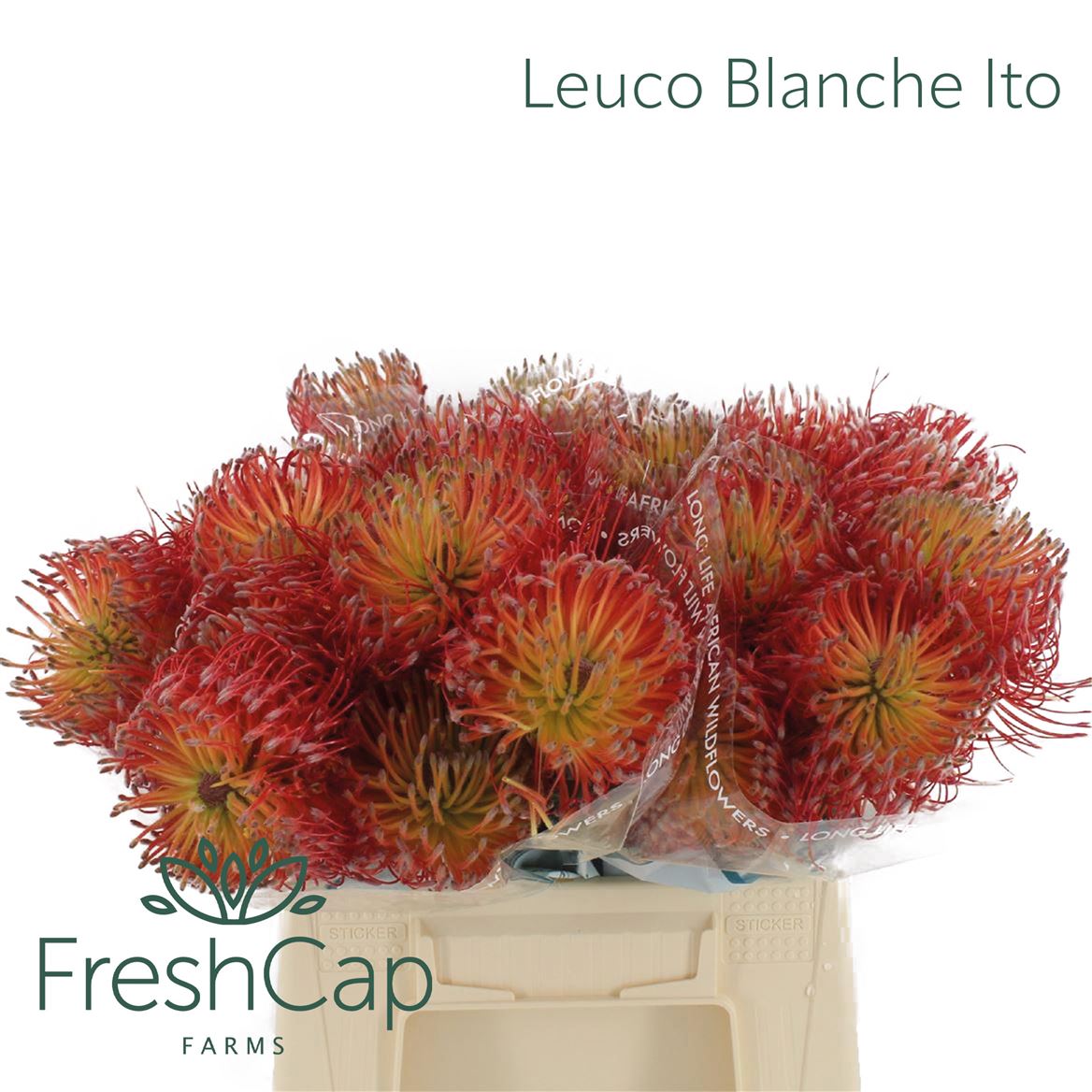 Leucospermum Ito 40cm