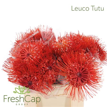 Leuco Nut Ito