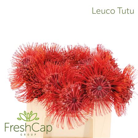 Leuco Nut Ito