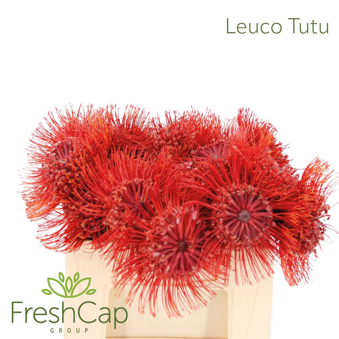 Leucospermum Ito 30cm