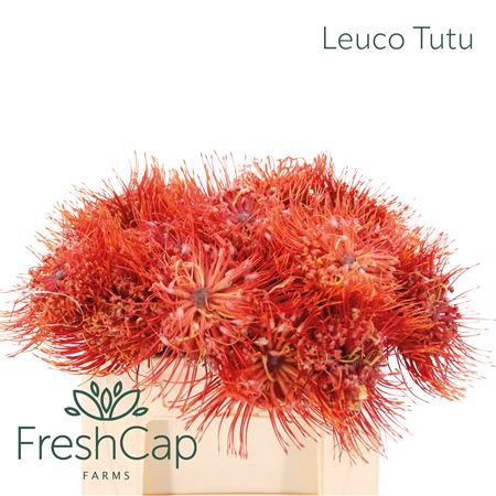Leuco Nut Ito