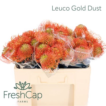 Leuco Co Gold Dust