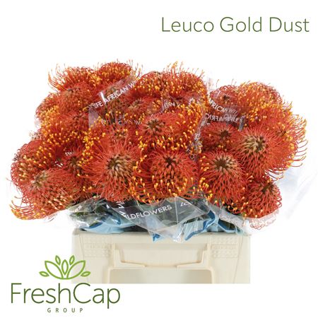 Leuco Co Gold Dust