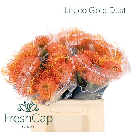 Leuco Co Gold Dust