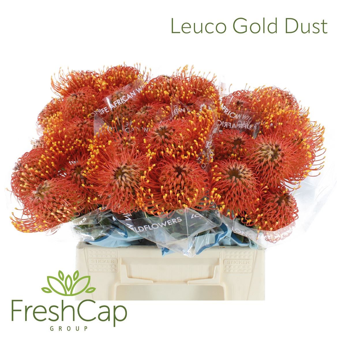 Leucospermum Gold Dust 40cm